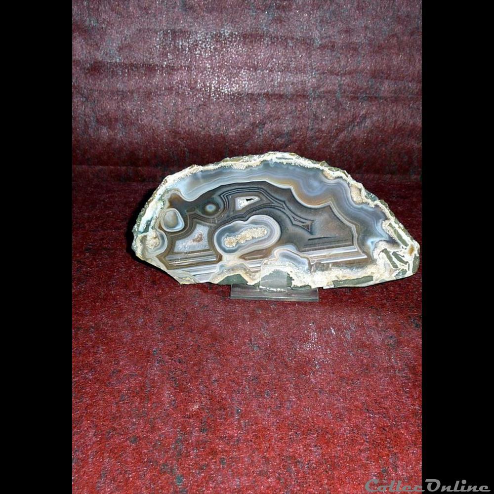 AGATE coquillage fossile gastropodum agate