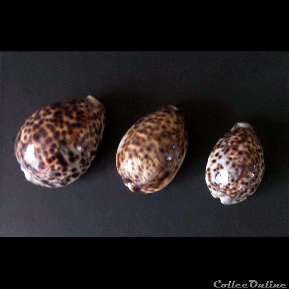 coquillage fossile gastropodum cypraea tigris