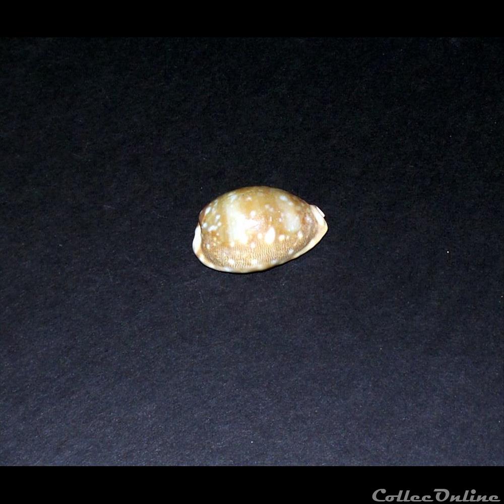 coquillage fossile gastropodum cypraea vitellus
