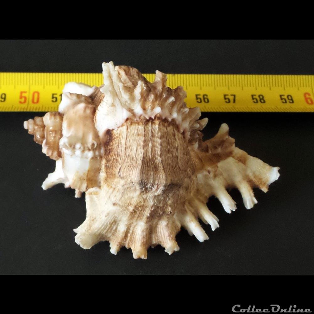 coquillage fossile gastropodum chicoreus ramosus