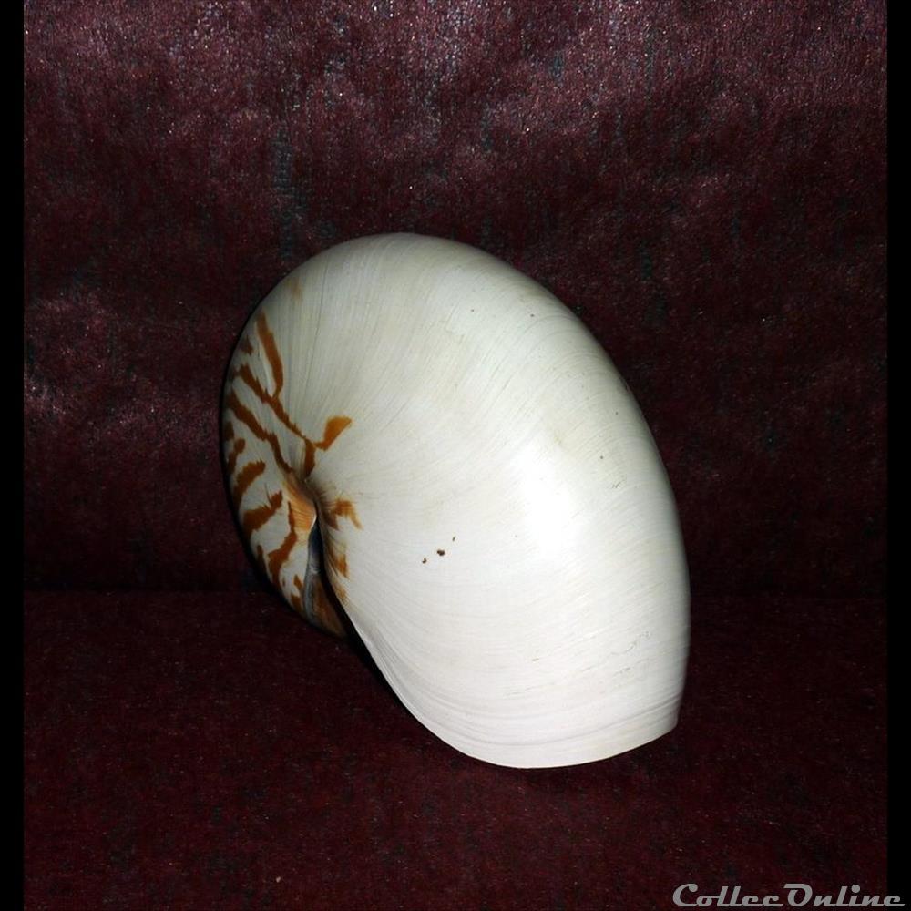 NAUTILE - Céphalopodes tétrabranchiaux marins coquillage fossile gastropodum nautile cephalopodes tetrabranchiaux marins