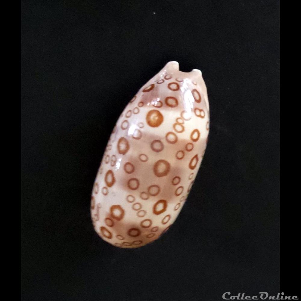 coquillage fossile gastropodum cypraea lyncina argus argus