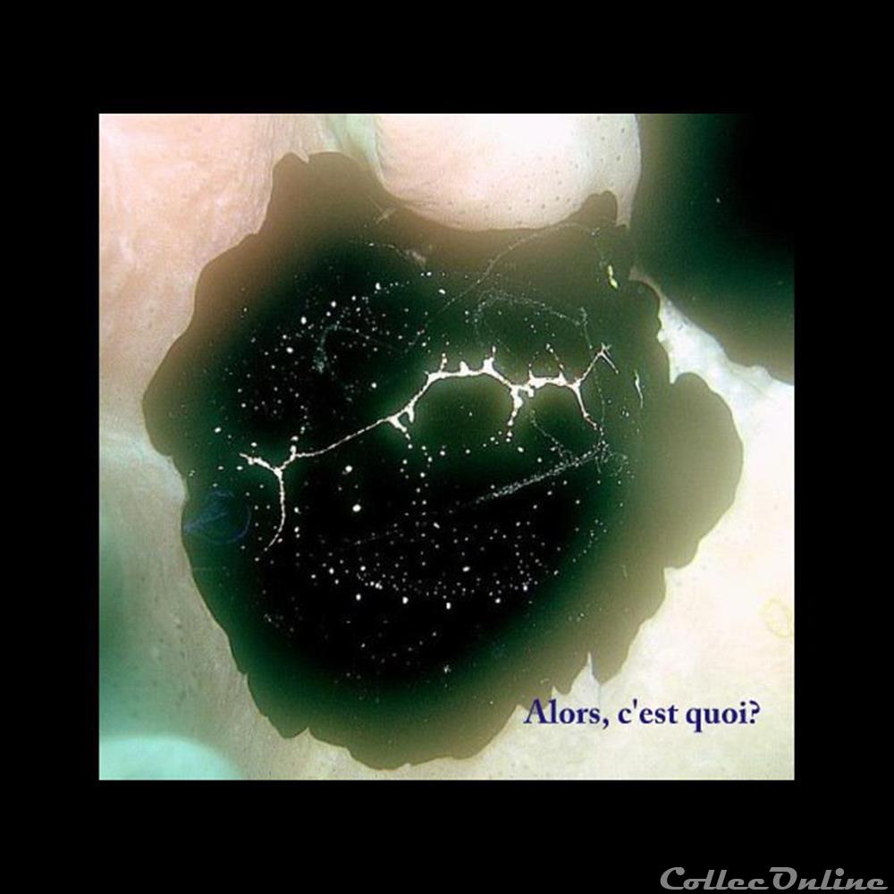 coquillage fossile gastropodum ovula ovum