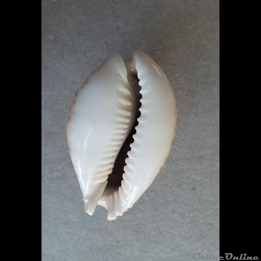 coquillage fossile gastropodum cypraea erosaria lamarckii lamarckii
