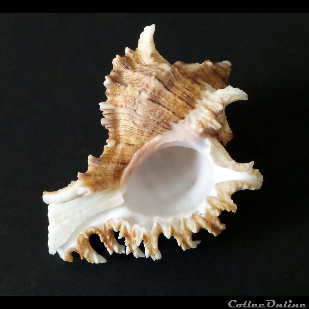 coquillage fossile gastropodum chicoreus ramosus