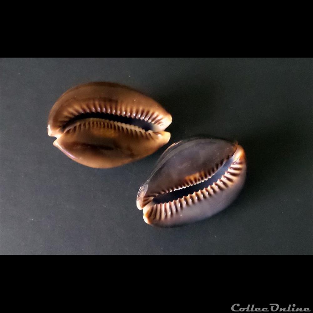coquillage fossile gastropodum mauritia mauritiana