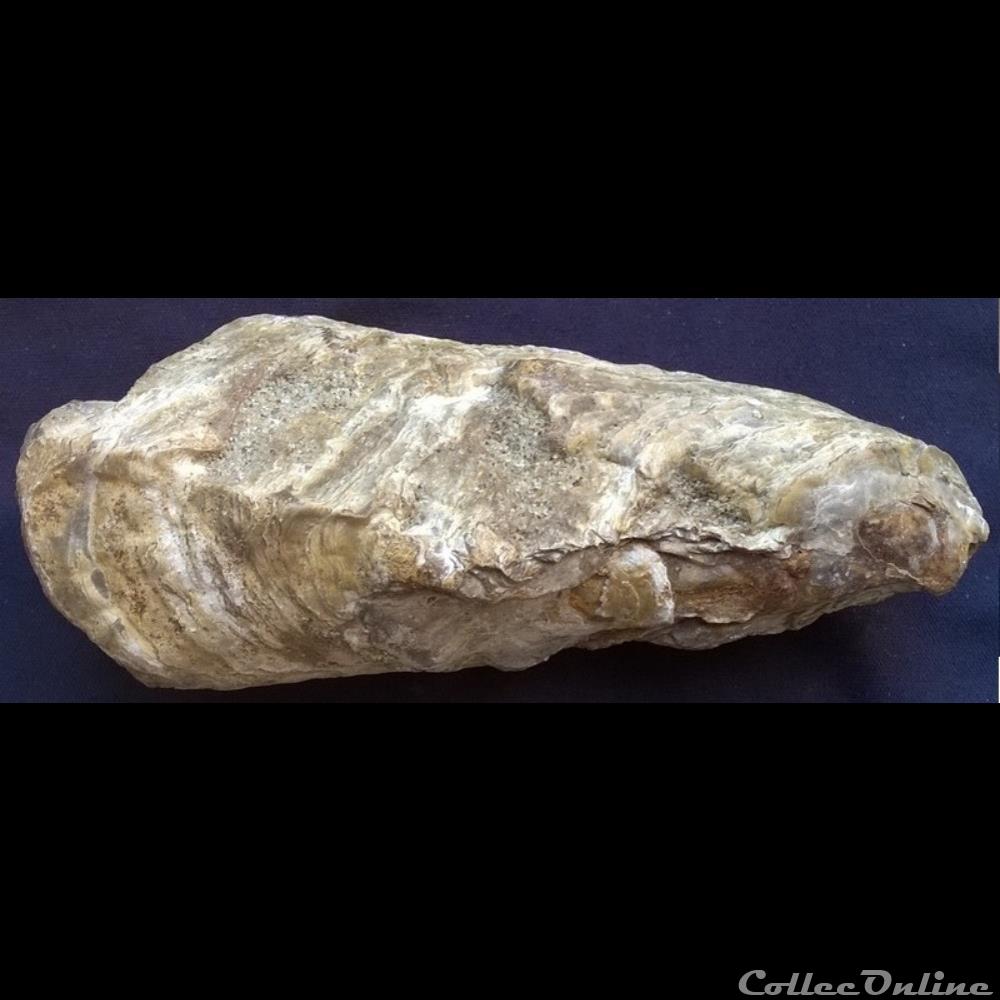 art antiquite archeologie afrique fossile huitre eau douce crassostrea gryphoides