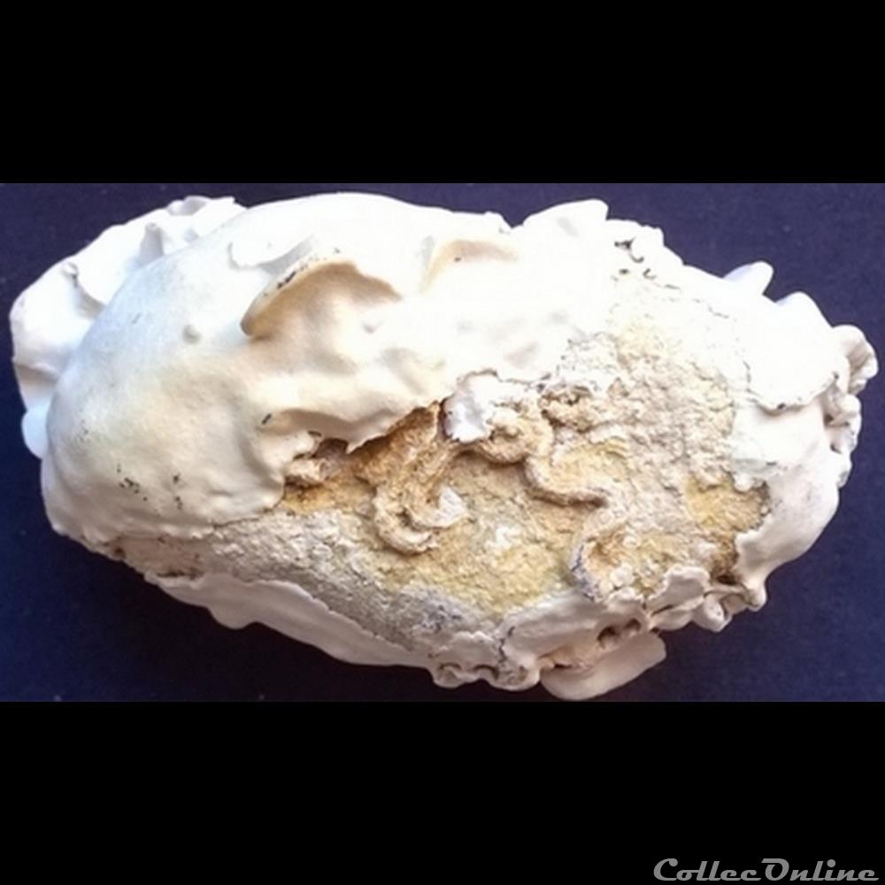 art antiquite archeologie afrique hodophycee encroutante