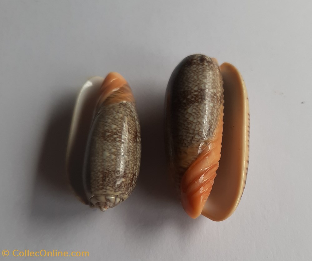 Oliva reticulata conchas y fosiles gastropoda oliva reticulata