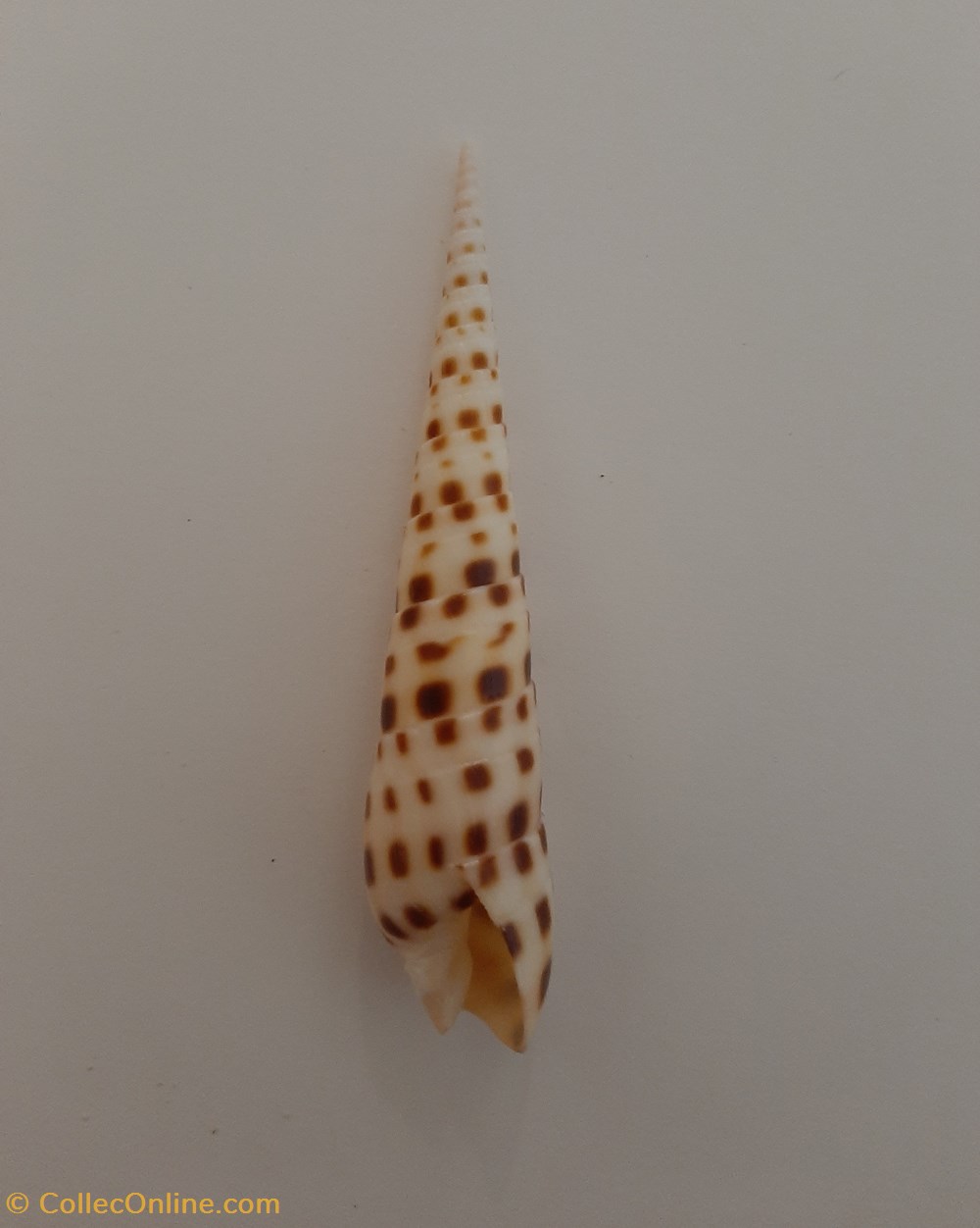 conchas y fosiles gastropoda terebra subulata