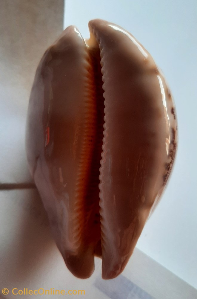 Leporicypraea Mappa conchas fosiles gastropoda leporicypraea mappa