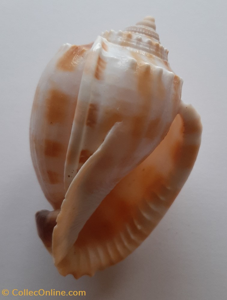 Phalium Flammiferum conchas y fosiles gastropoda phalium flammiferum