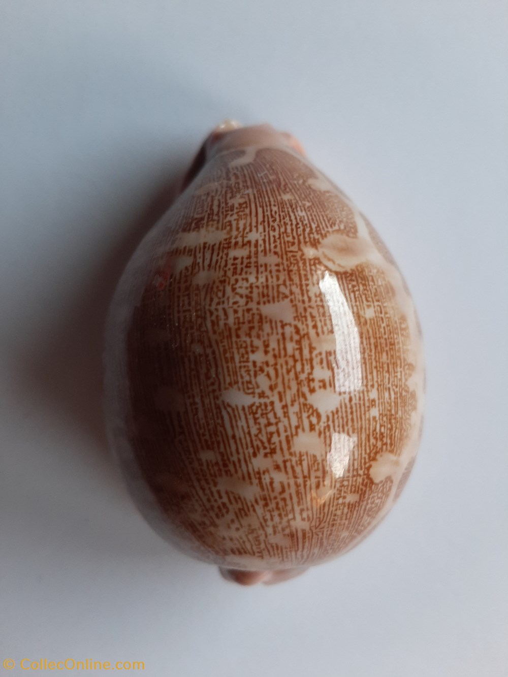 conchas fosiles gastropoda leporicypraea mappa