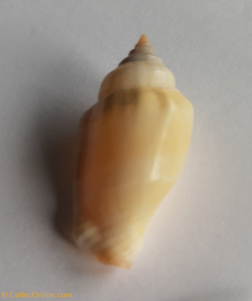 Strombus mutabilis conchas y fosiles gastropoda strombus mutabilis