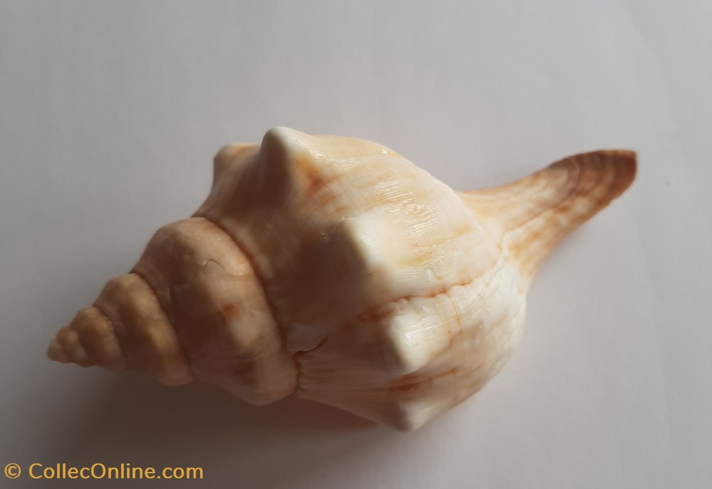 conchas y fosiles gastropoda fasciolaria trapezium