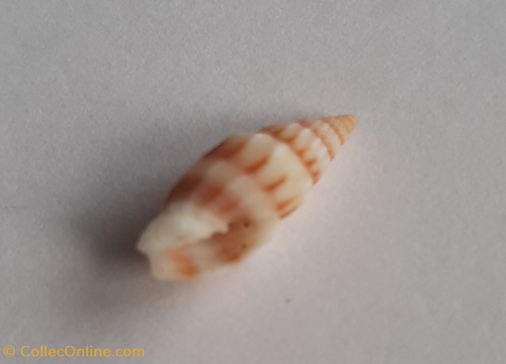 conchas y fosiles gastropoda vexilium michaui