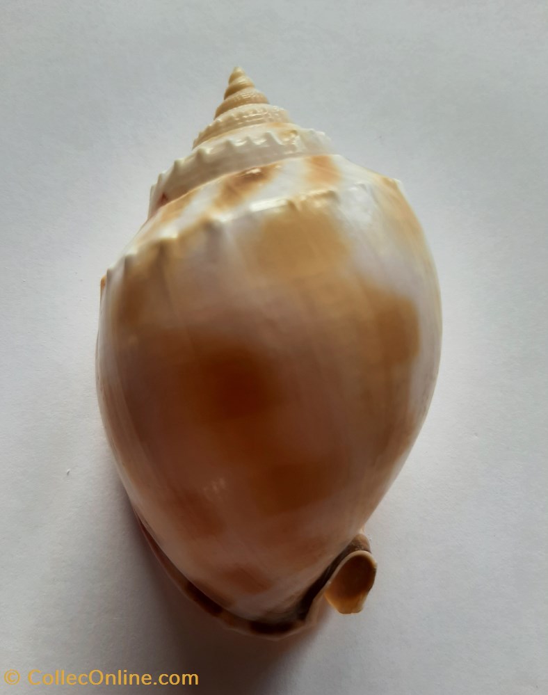 Semicassis Saburon conchas y fosiles gastropoda semicassis saburon