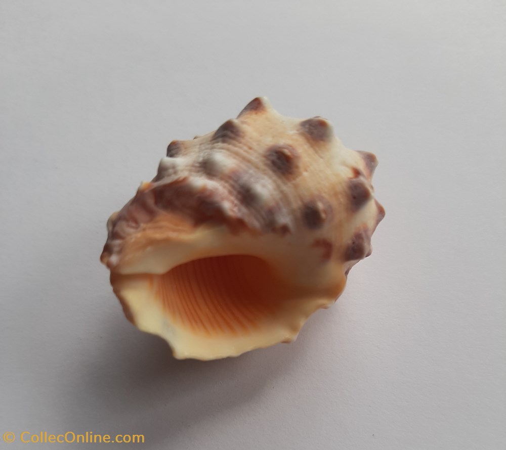 conchas y fosiles gastropoda drupa orange