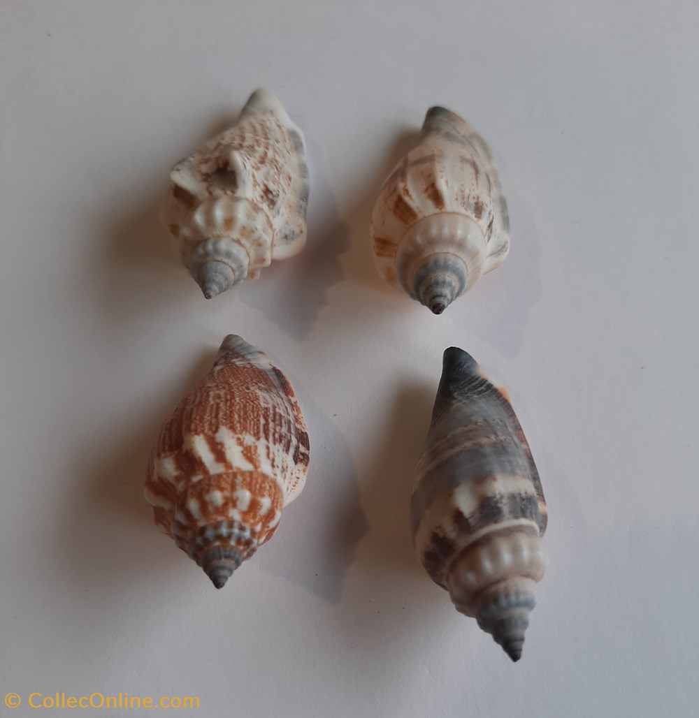 conchas y fosiles gastropoda strombus urceus