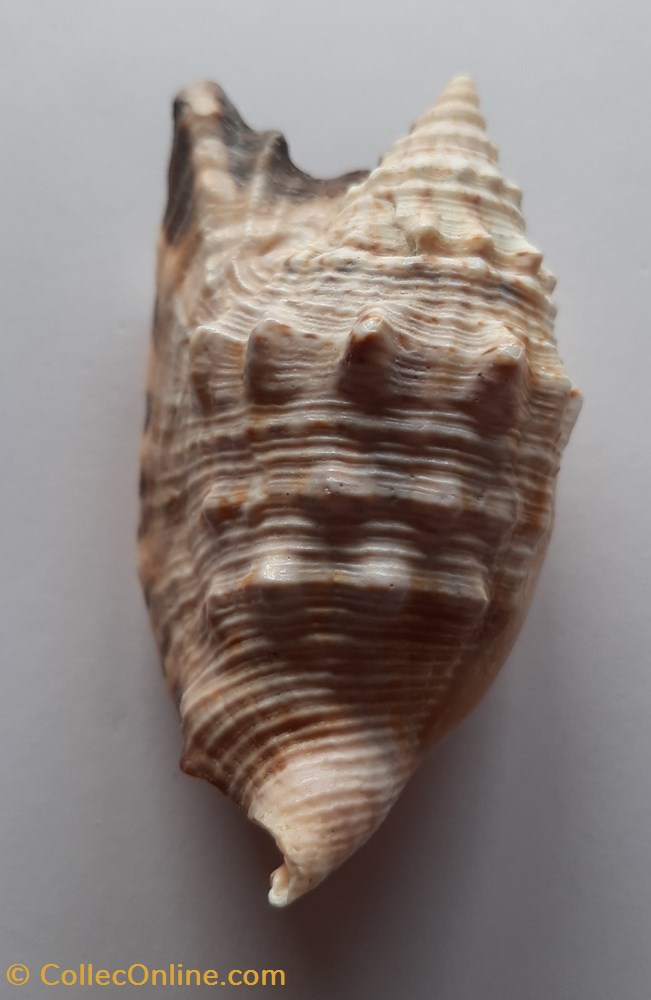 conchas y fosiles gastropoda euprotomus aurisdianae