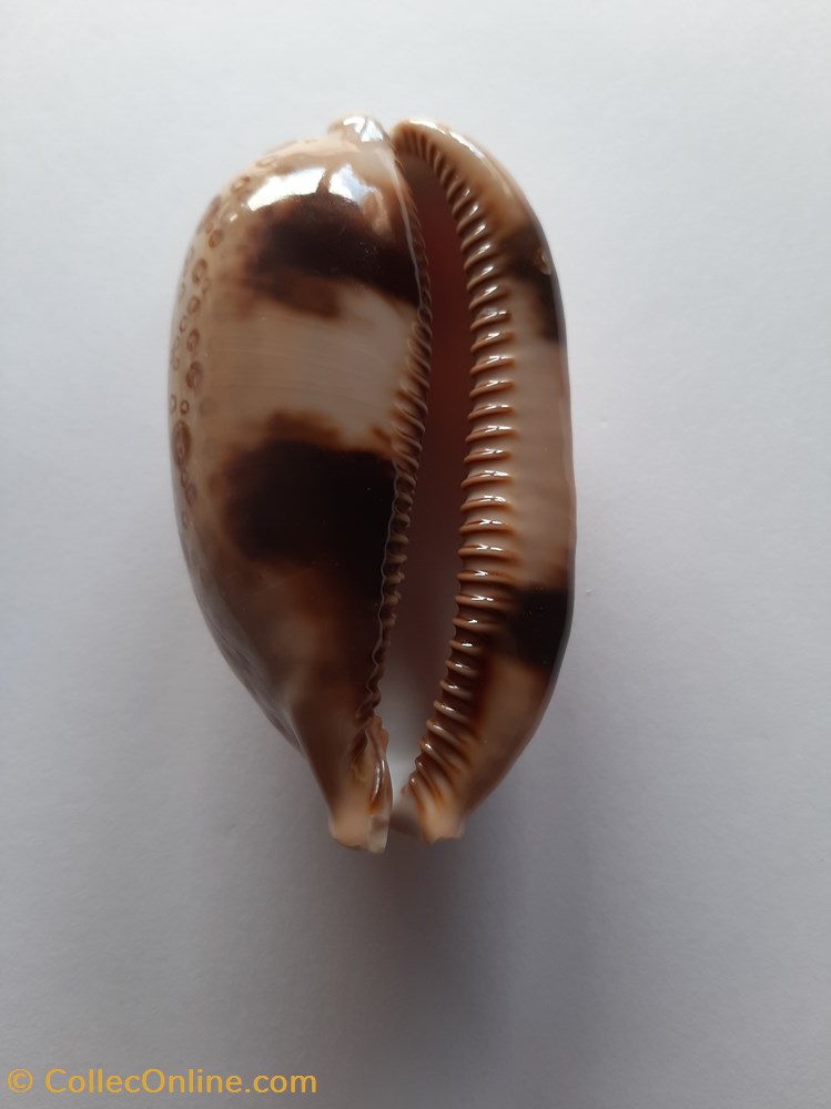 Cypraea Argus conchas fosiles gastropoda cypraea argus