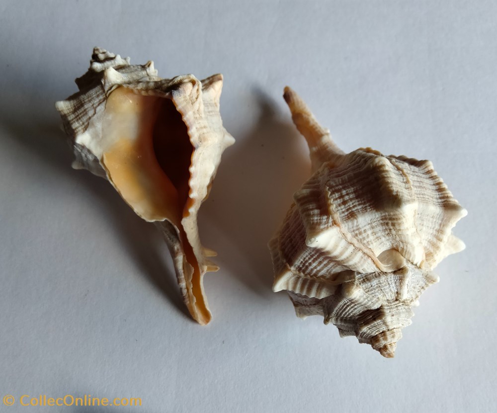 conchas y fosiles gastropoda bolinus brandalis