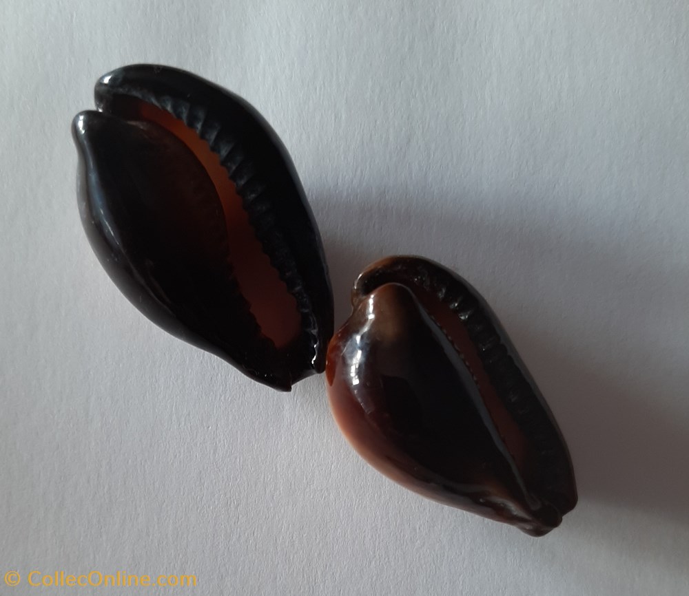 Cypraea erronea Onix conchas fosiles gastropoda cypraea erronea onix