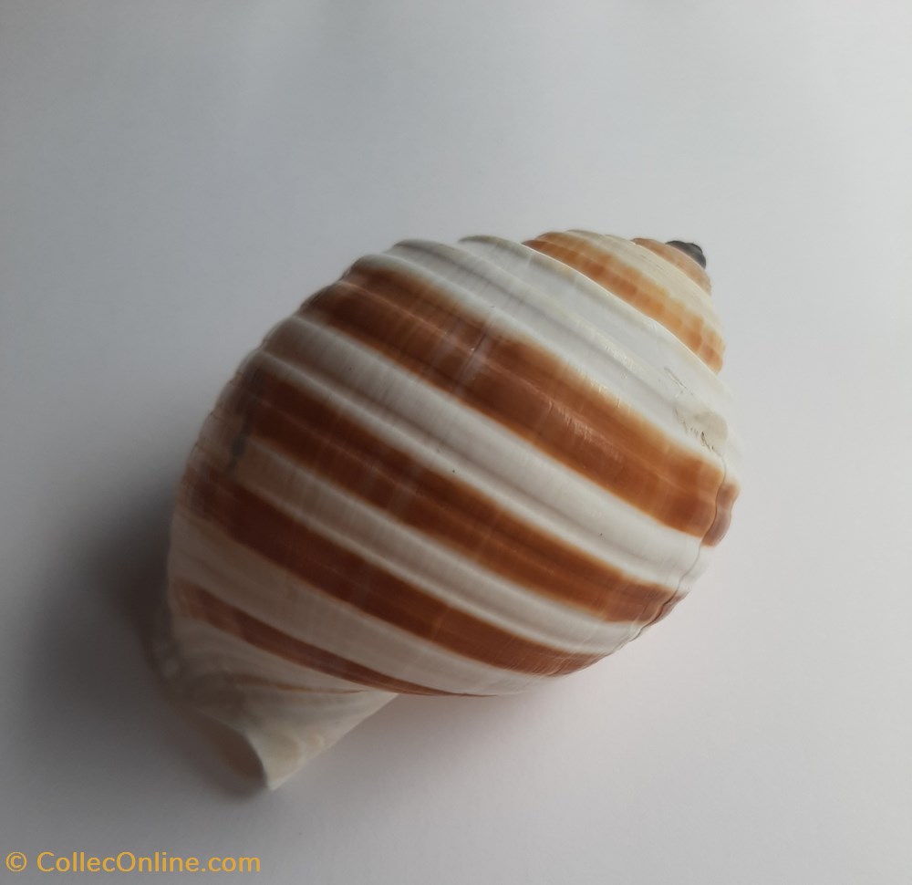 Tonna sulcosa conchas y fosiles gastropoda tonna sulcosa