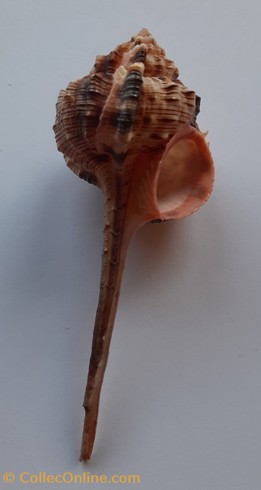 Haustellum Haustellum conchas y fosiles gastropoda haustellum haustellum