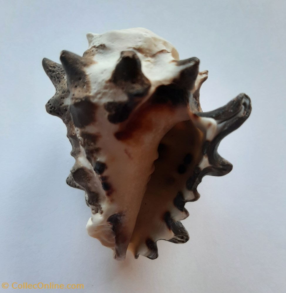 Vasum Ceramicum conchas y fosiles gastropoda vasum ceramicum