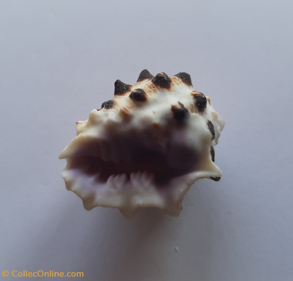 Drupa Molum 2 conchas y fosiles gastropoda drupa molum