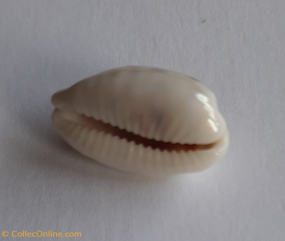 Cypraea pallidula conchas fosiles gastropoda cypraea pallidula