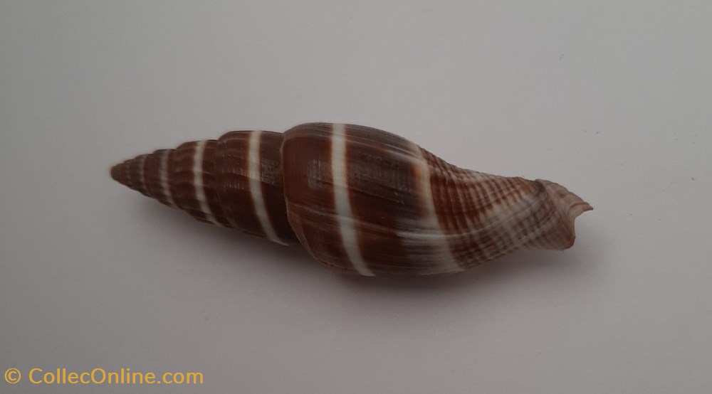 conchas y fosiles gastropoda vexilium formosense