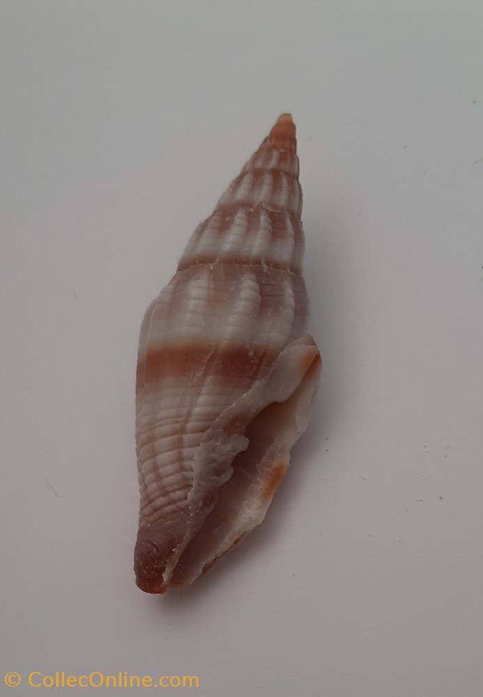 conchas y fosiles gastropoda vexilium rugosum