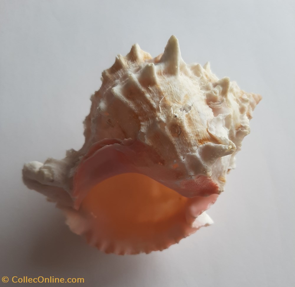 Phyllonotus erythrostomus conchas fosiles gastropoda phyllonotus erythrostomus