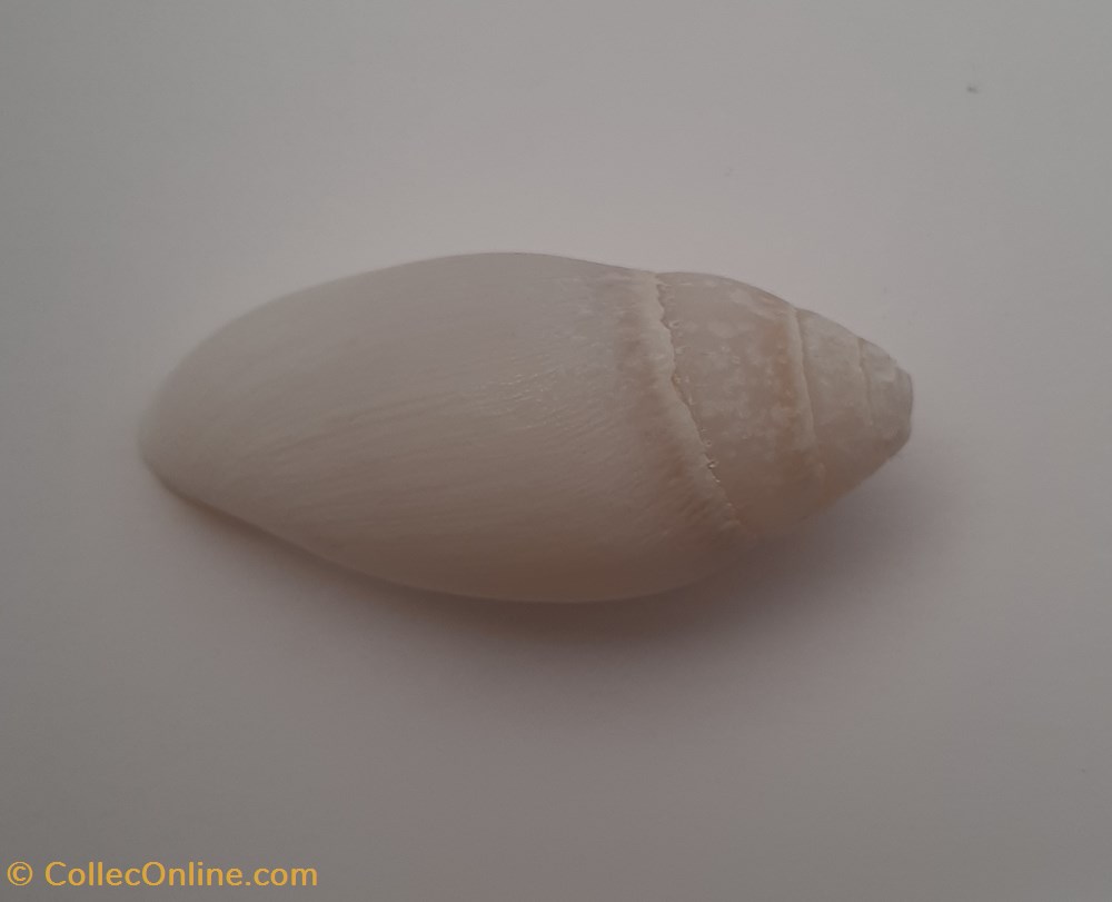 Mitra Nucea conchas y fosiles gastropoda mitra nucea