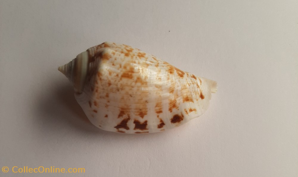 conchas y fosiles gastropoda conomurex decorus