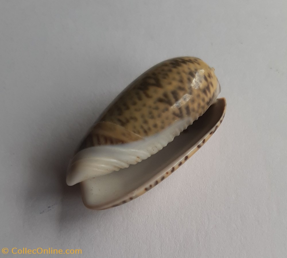 Oliva sericea conchas y fosiles gastropoda oliva sericea