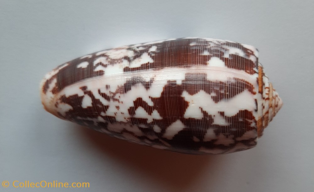 Conus Striatus conchas y fosiles gastropoda conus striatus