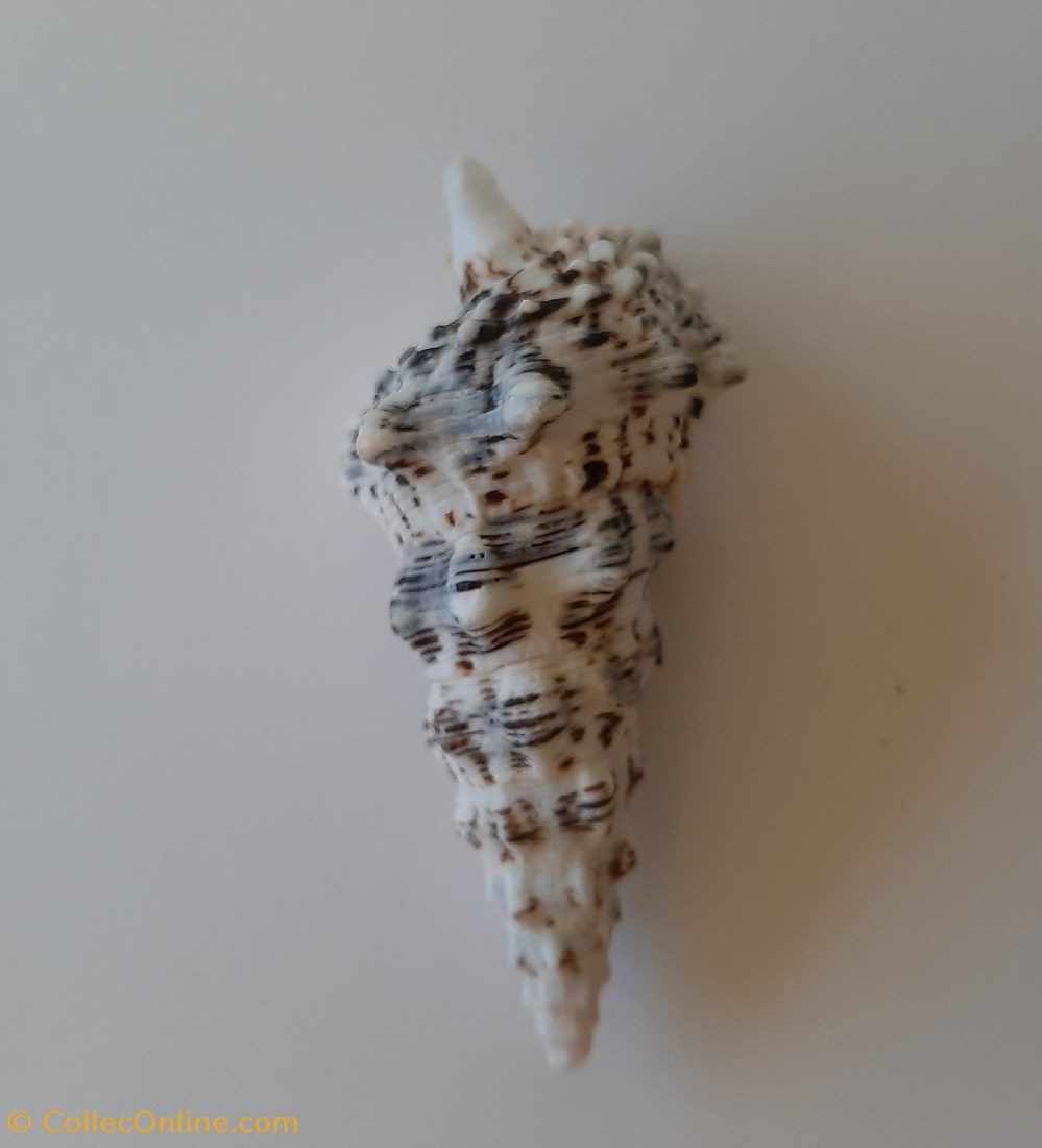 conchas y fosiles gastropoda cerithium nodulosum