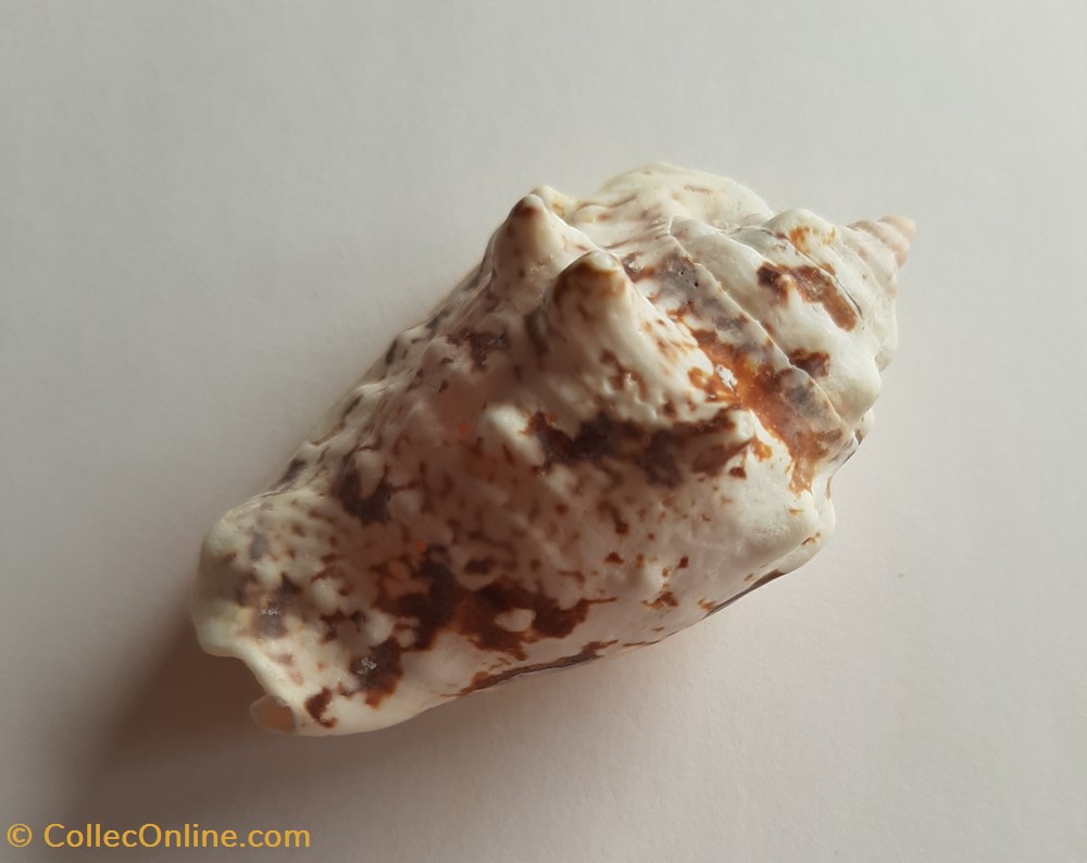 Strombus lentiginous conchas y fosiles gastropoda strombus lentiginous