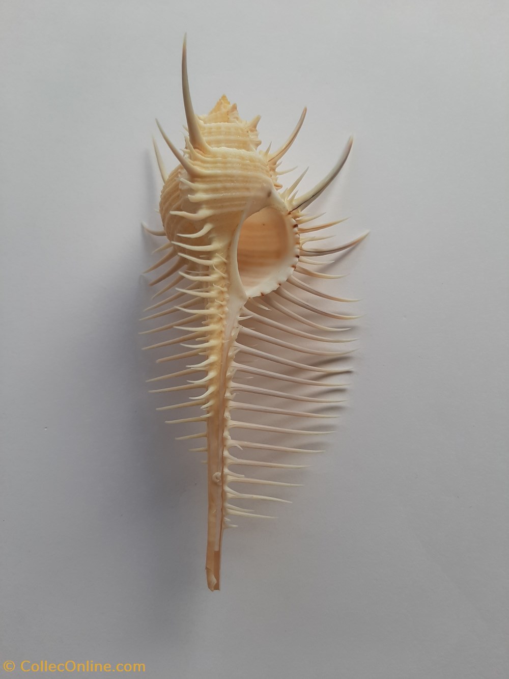 conchas y fosiles gastropoda murex pecten