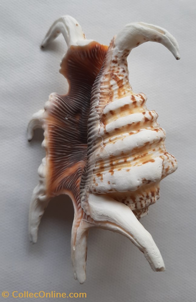conchas y fosiles gastropoda lambis chiragra arthritica