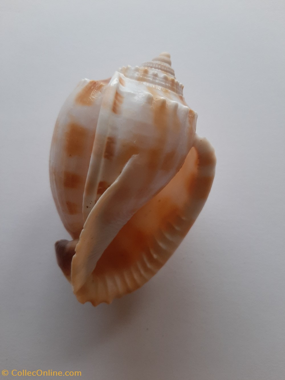 Phalium flammiferum conchas y fosiles gastropoda phalium flammiferum