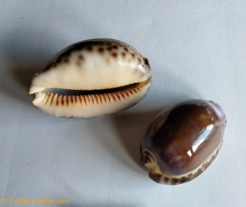 conchas y fosiles gastropoda mauritia eglantina violet