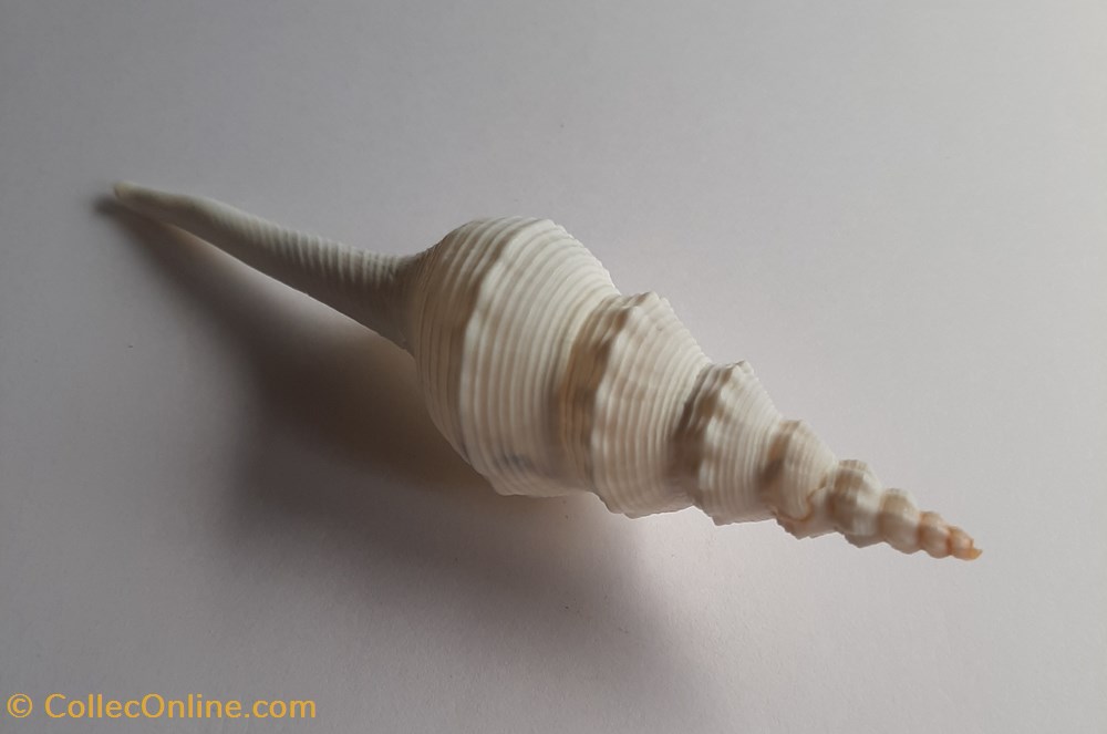 Fusinus colus conchas y fosiles gastropoda fusinus colus
