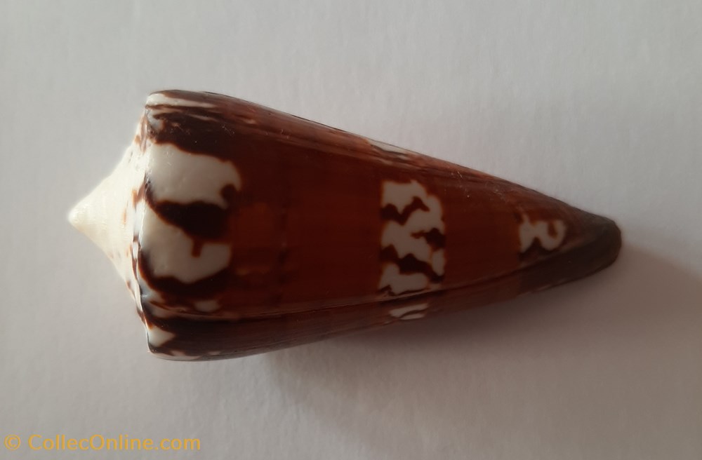 Conus Generalis conchas y fosiles gastropoda conus generalis
