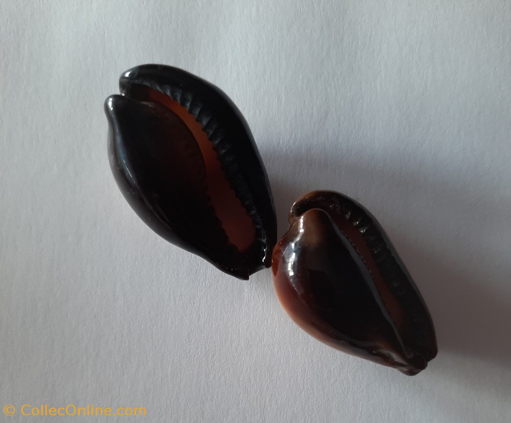 conchas fosiles gastropoda cypraea onix