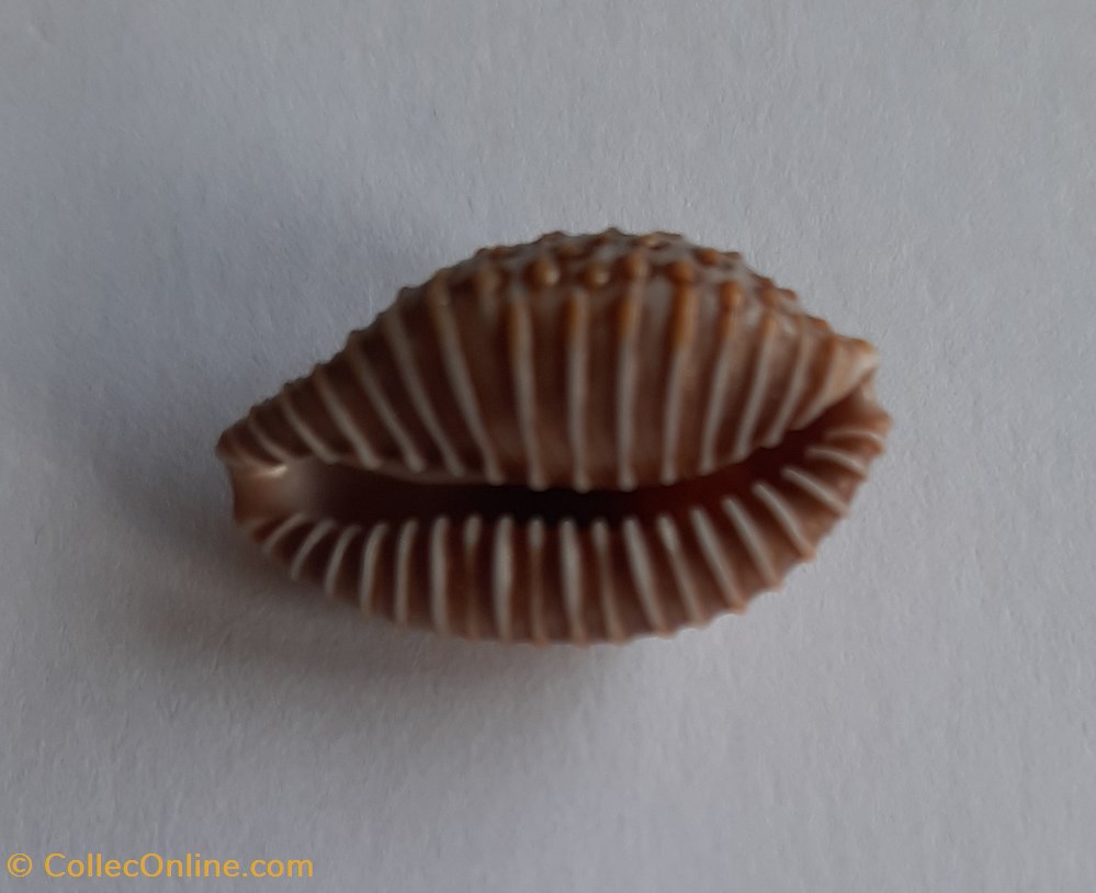 conchas y fosiles gastropoda jenneria postulata