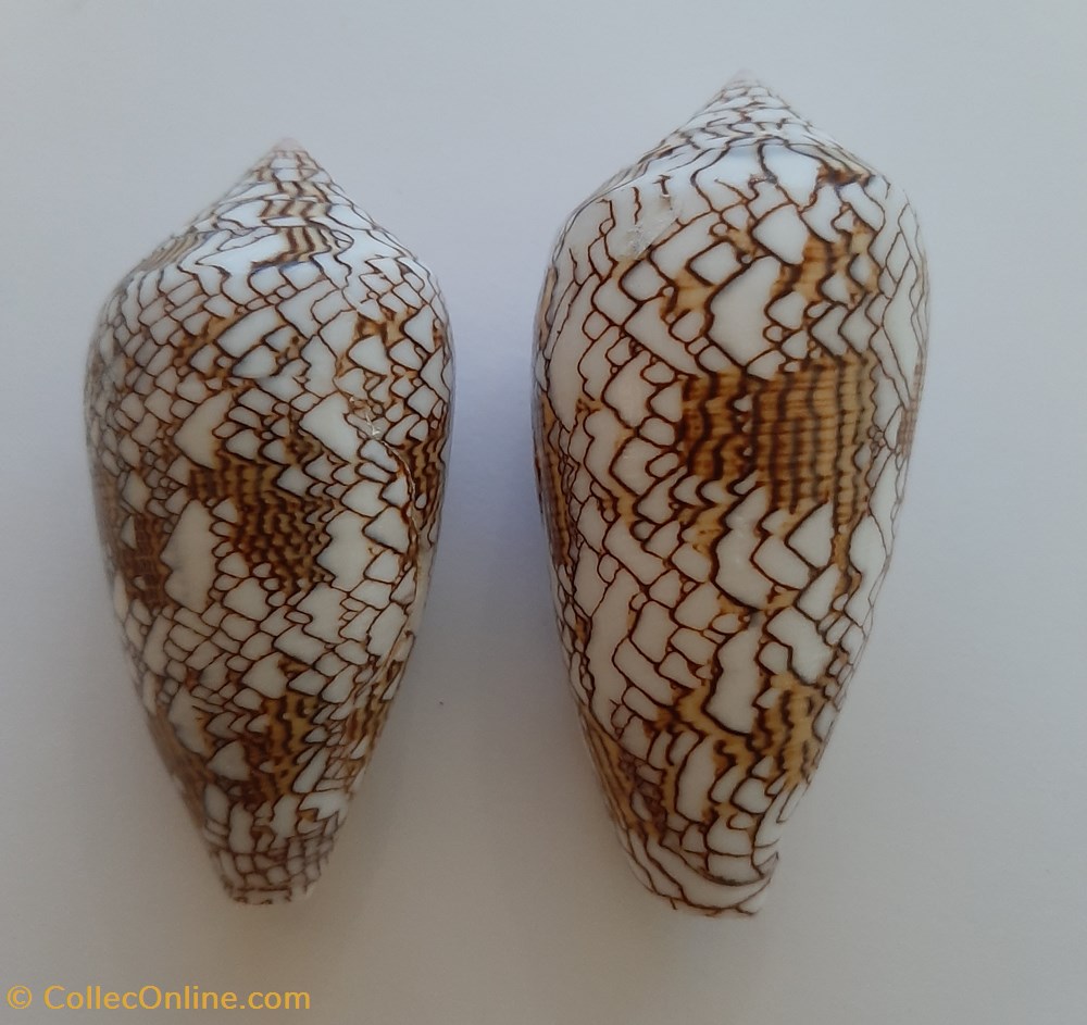 Conus Textile conchas y fosiles gastropoda conus textile